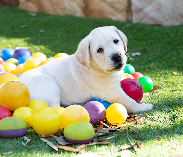 A yellow eight week old labrador puppy playing with colorful balls. The puppy is looking at the camera.